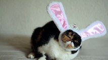 Pudge the Easter Bunny Cat