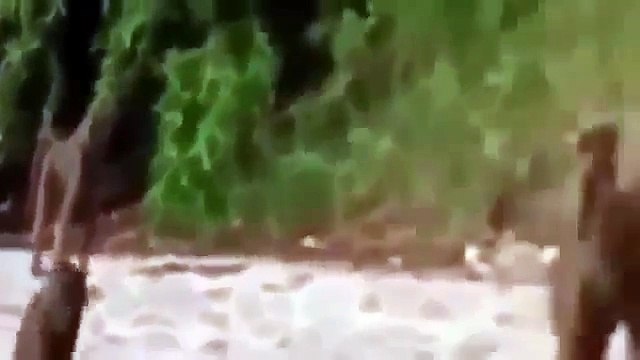 Full Documentaries Extreme Lions End Discovery Channel Animals, National Geographic Wild H