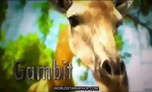 Full Documentaries Hungry Lions Discovery Channel Animals, National Geographic Wild HQ |Fu
