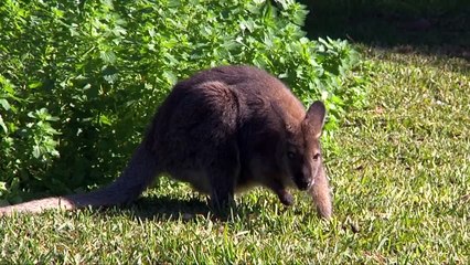 ZOO de LAGOS (parque zoológico)