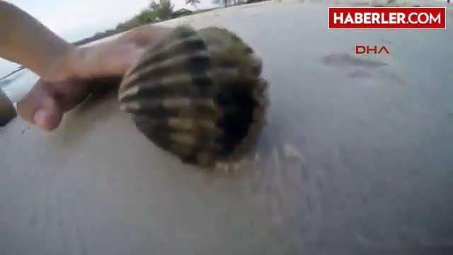 Deniz Kabuğunun İçinden Çıkanı Görünce Gözlerine İnanamadı