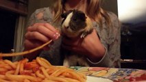 Guinea pig eats spaghetti
