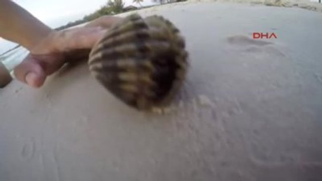 Deniz Kabuğunun İçinden Çıkanı Görünce Gözlerine İnanamadı