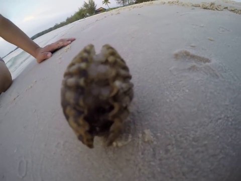 Une pieuvre se cache dans un coquillage