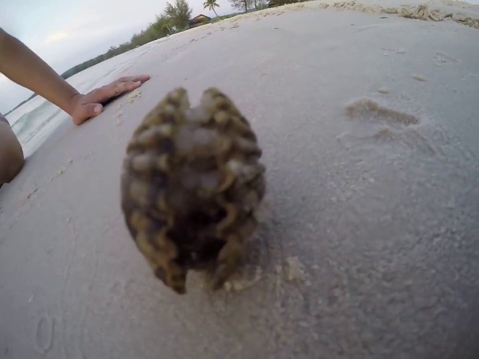 Une pieuvre se cache dans un coquillage