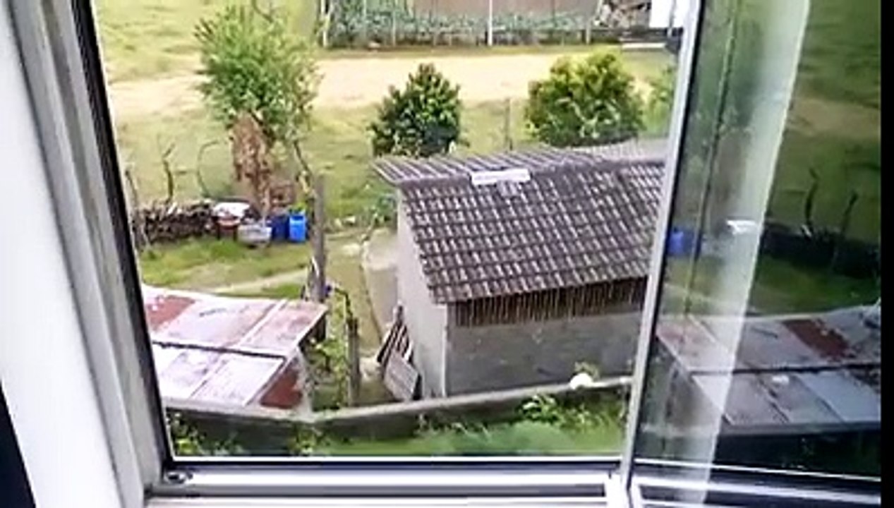 gato