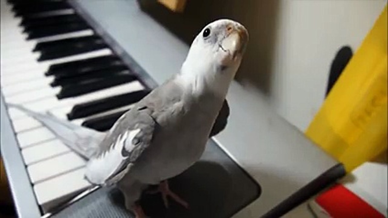 Cocktail Singing amazing and lovely song