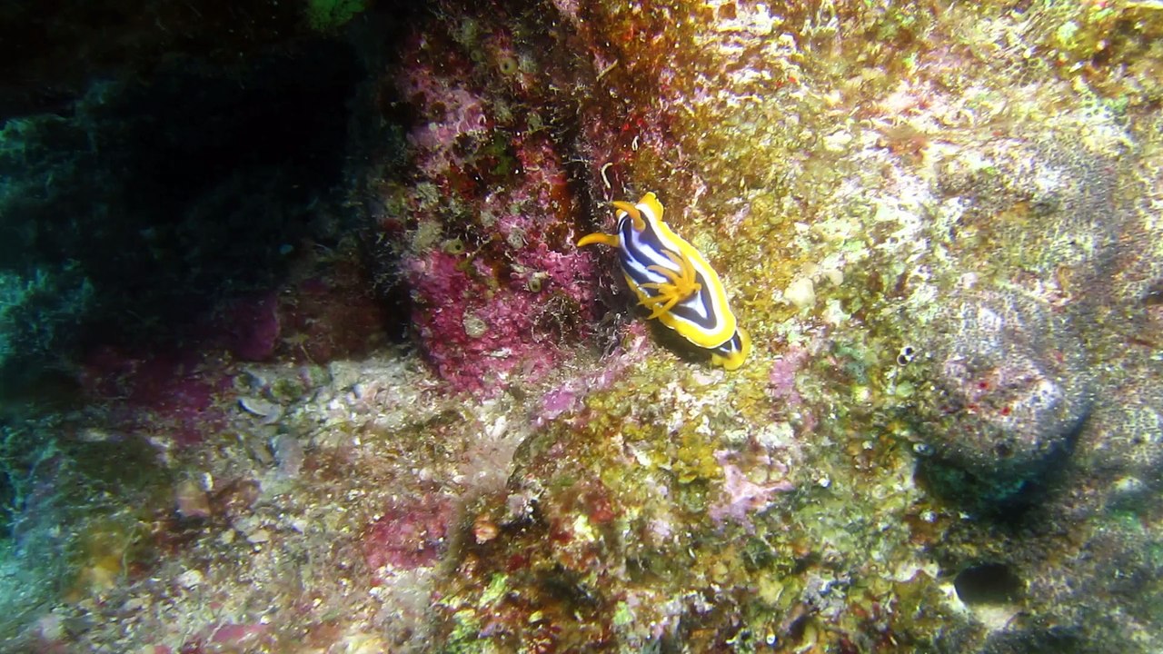 Pyjamanacktschneckchen