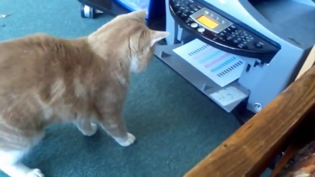 Такого никто еще не видел Кот сам додумался это сделать