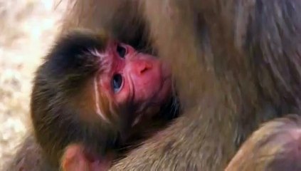 Japon : le singe baptisé Charlotte, comme le Royal Baby, va peut-être changer de nom