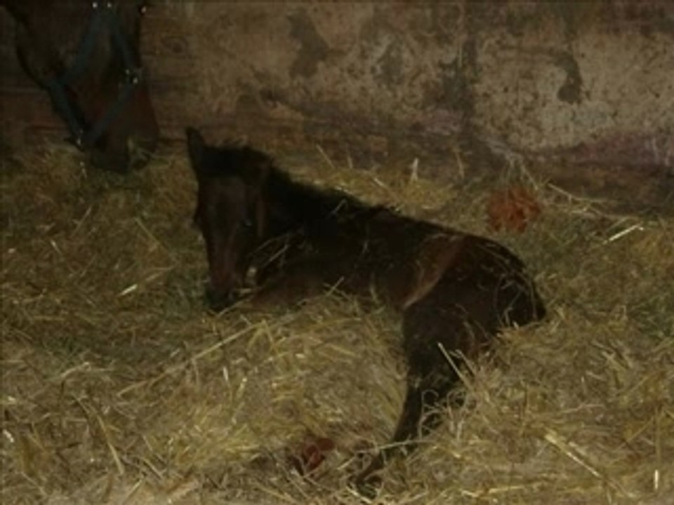 cheval Rosebud