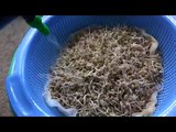 How to Sprout Mung Beans - Day 02 - Day 06