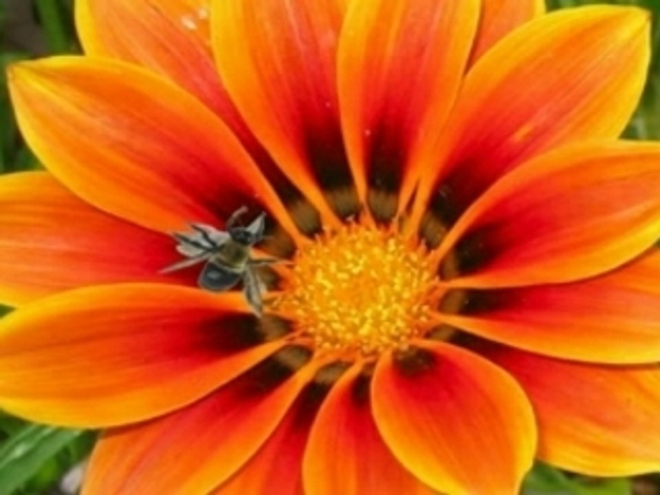Flying bee