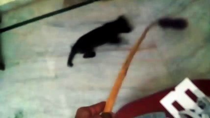 PUPPY CHASES A MOVING BROOM STICK (HENRY - THE PET)