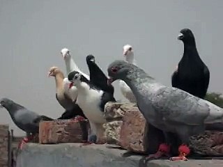 Abdul Khaliq Pigeons 2015 part 1