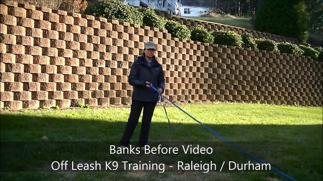 1yo Golden Retriever Banks Before and After - Dog Training Raleigh Durham