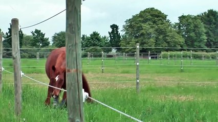 FMA - Ein Tag am Stall [Dezember 2014 - follow me around]