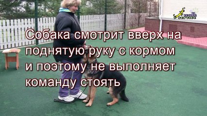 Дрессировка щенка сидеть -- стоять