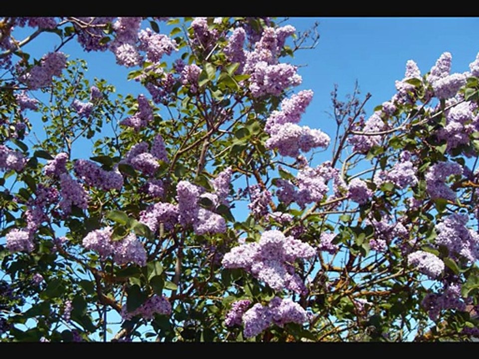 Riff Cohen - Dans Mon Quartier