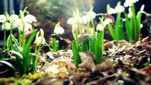 Amazing Nature HD (Plants Growing)