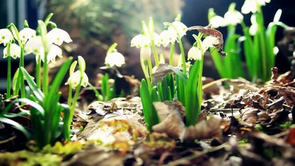 Amazing Nature HD (Plants Growing)