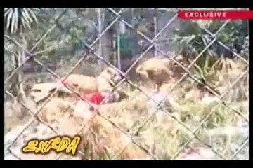 Killer cats : Human are such easy prey