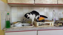 Cat drinks tap water - again!