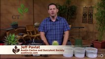 How to repot cacti & succulents|Jeff Pavlat|Central Texas Gardener