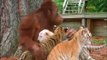 le gorille se fait ami aux bébés tigre, les nourrit et les considère comme ses petits.