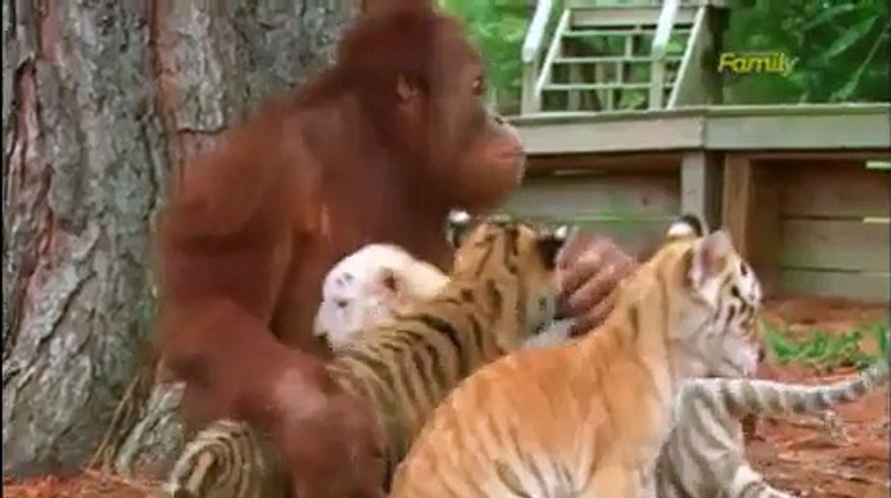 le gorille se fait ami aux bébés tigre, les nourrit et les considère comme ses petits.