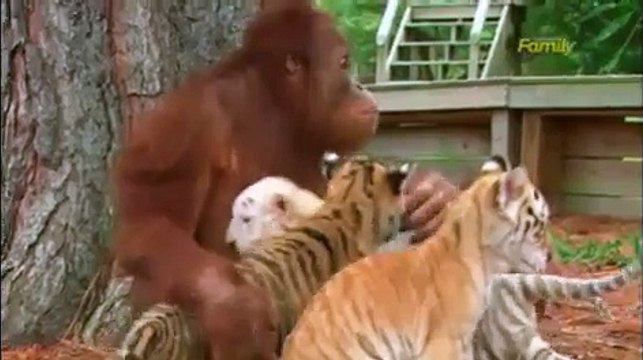 le gorille se fait ami aux bébés tigre, les nourrit et les considère comme ses petits.