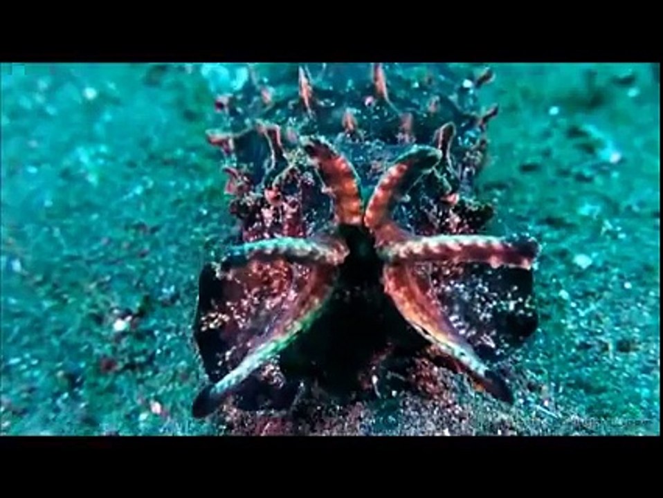 Mürekkep Balığının İlginç Avlanma Tekniği