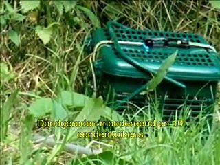 Kattenmand Dierenambulance/Dierenbescherming W-Alblasserwaard 10 eendjes