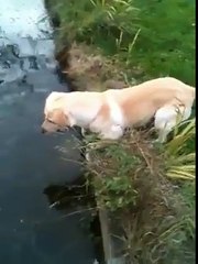 El queria rescatar su pelota como fuera!