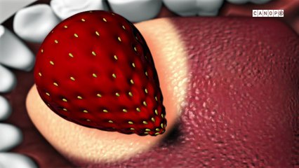 Voyage dans le corps humain : le système nerveux en action