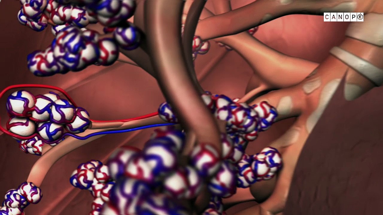 Respiration Cellulaire