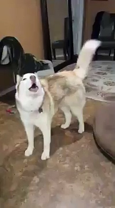 El se ganó el premio a el aullido mas largo jajaja