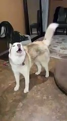 El se ganó el premio a el aullido mas largo jajaja