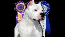 dogo argentino vs turkish kangal which is the best?