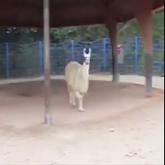 Trip Atan Kızlar Temsili..