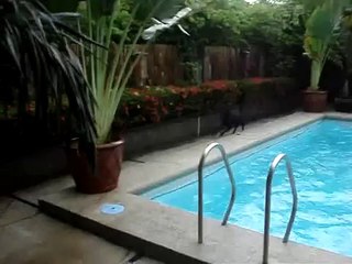 A este perro le gusta empujar a sus amos a la piscina