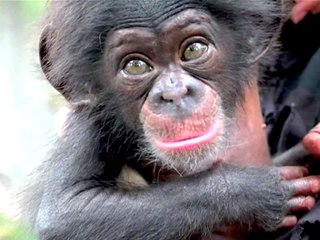 Cute Baby Chimp Finds New Home