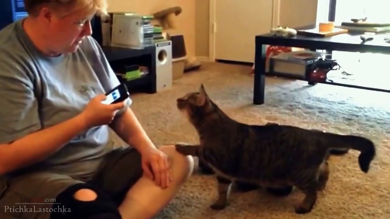 Funny Cats Compilation _ October 2013