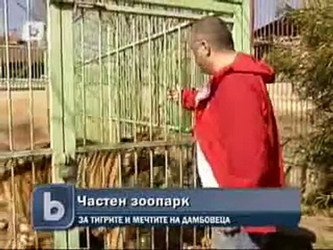 Тигрите, иззети при Октопод , отново са при Дамбовците