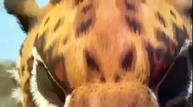 KHUMBA Dessin Animé Complet En Francais 2015 Dessin animé walt disney Comédie 2015