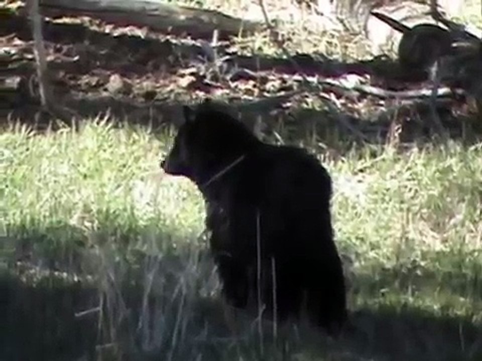 Grizzlies, Wolves and Coyotes of Yellowstone
