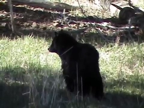 Grizzlies, Wolves and Coyotes of Yellowstone