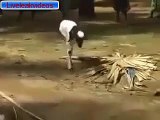 Two legs Animal - Liveleak Videos