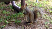 Squirrel Eating French Fries and Popcorn