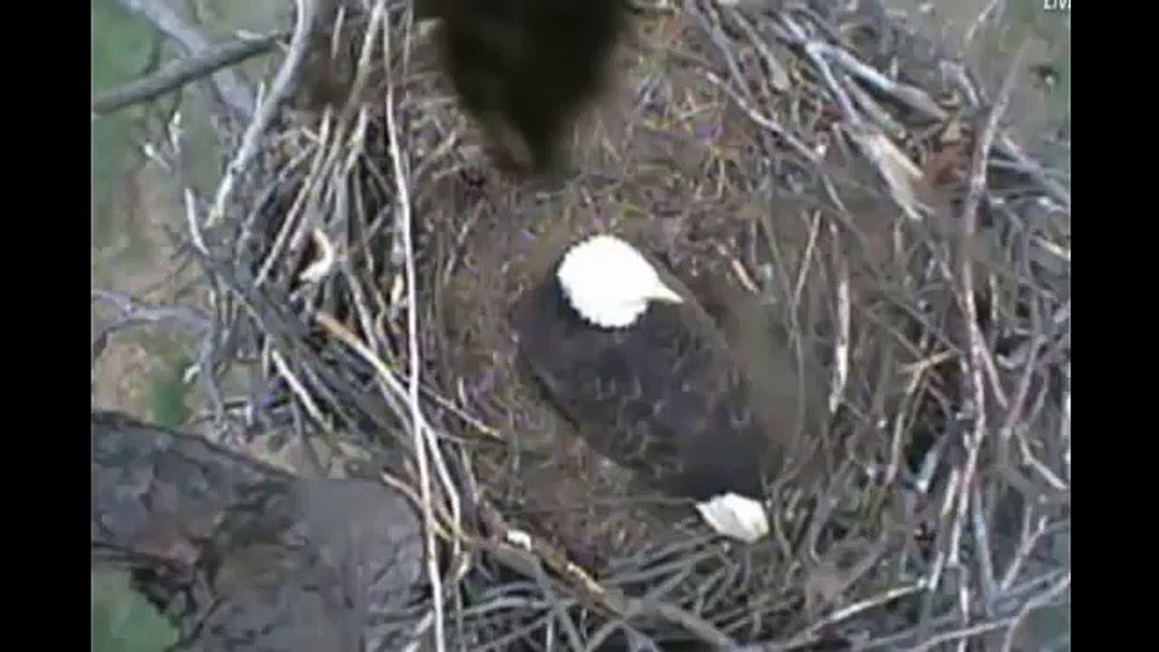 Richmond Eagles First Eaglet Hatches - From Pip to Hatch 3-16-12